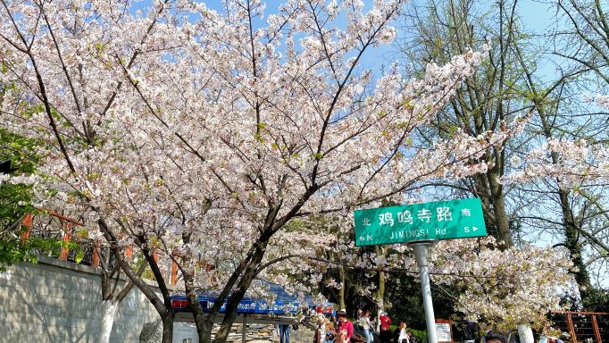 古鸡鸣寺最后的樱花。